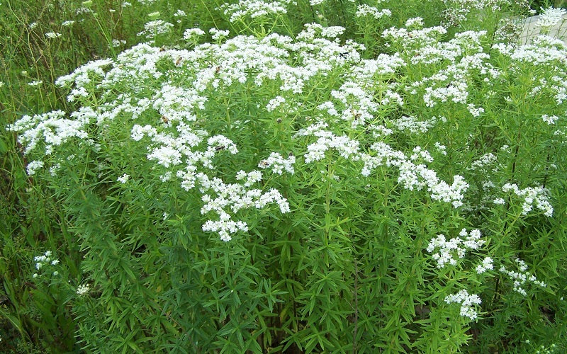 Narrowleaf Mountain Mint