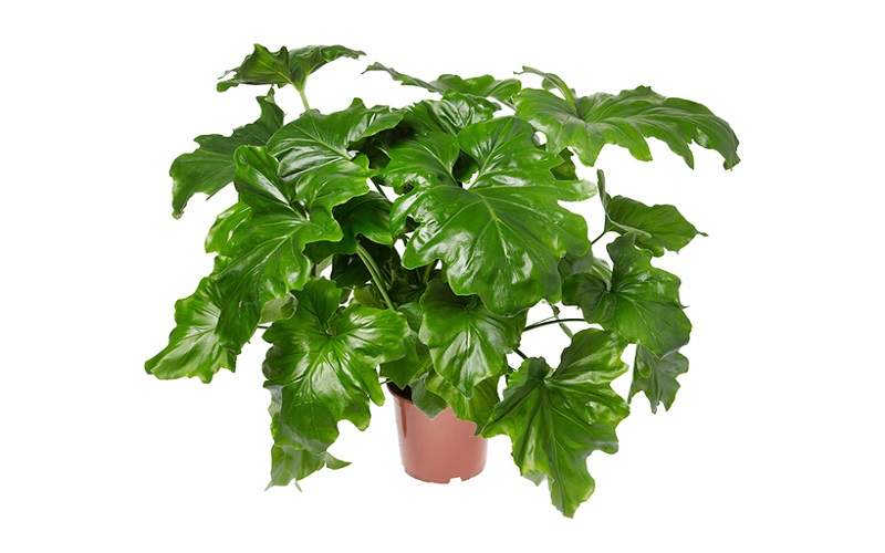 Philodendron Bipinnatifidum