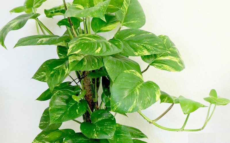 Philodendron plants