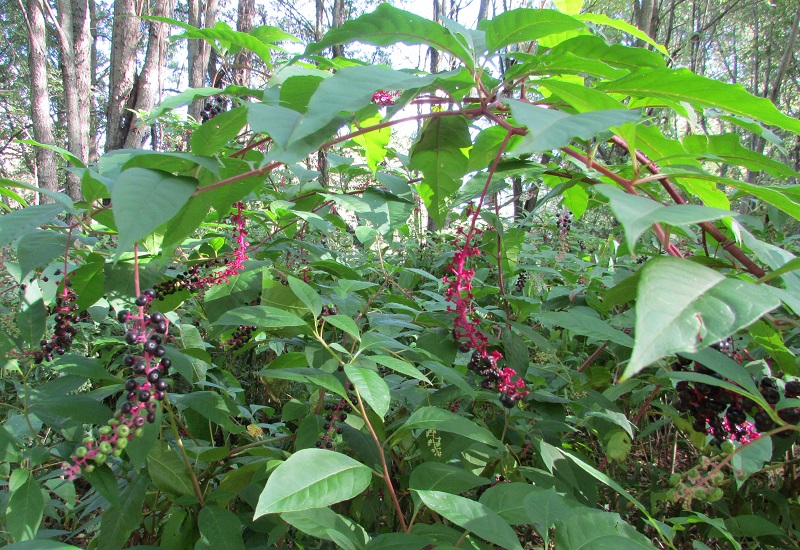Pokeberry plant