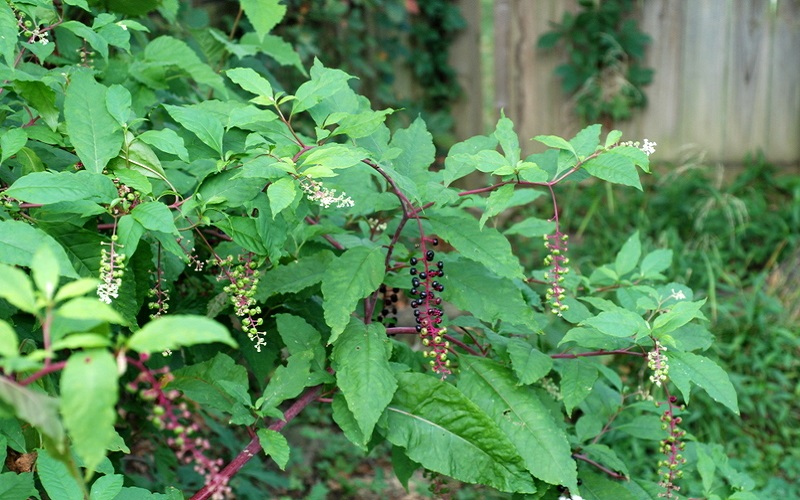 Pokeweed Phytolacca Americana