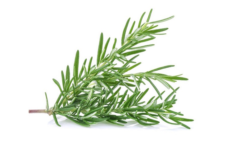 Plants That Look Like Rosemary