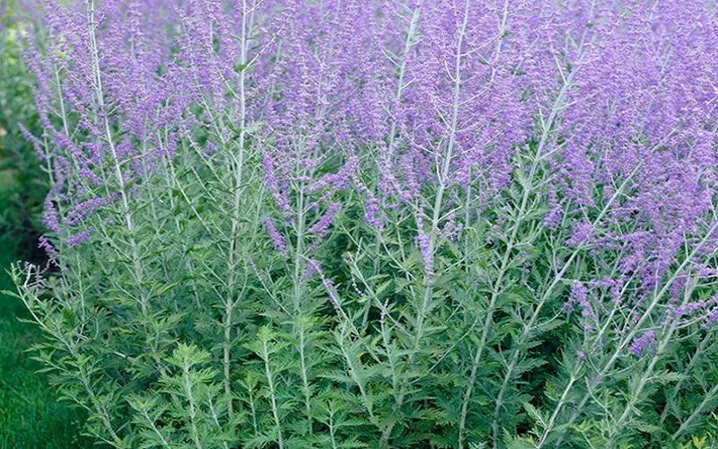 Russian Sage (Perovskia Atriplicifolia)