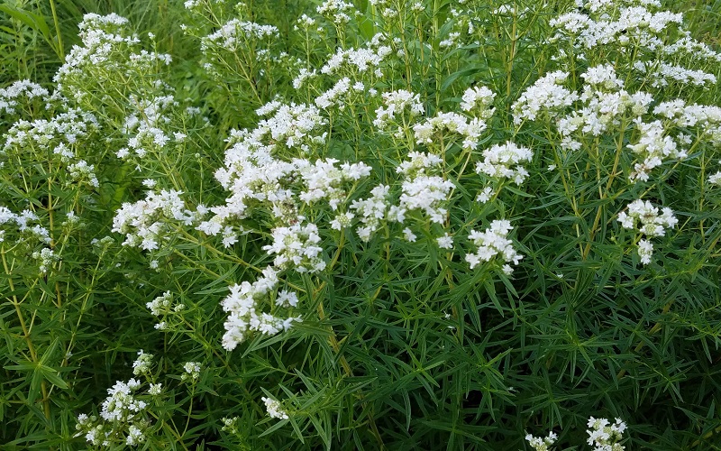 Virginia Mountain Mint