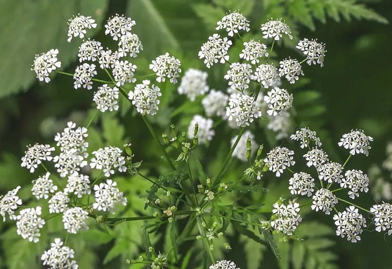 Water Hemlock