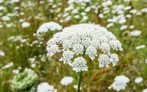 8 Plants That Look Just Like Queen Anne's Lace