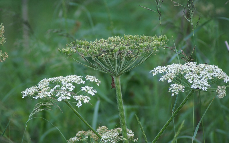 Cow parsnip