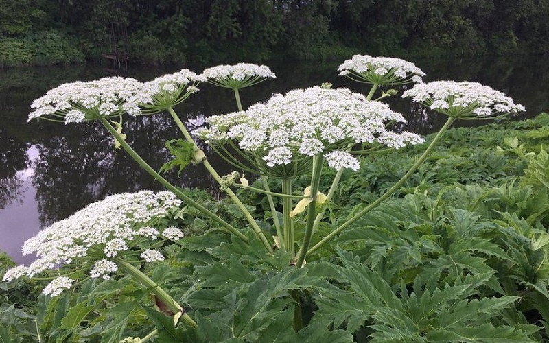 Giant hogweed plant