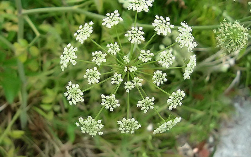 Water hemlock