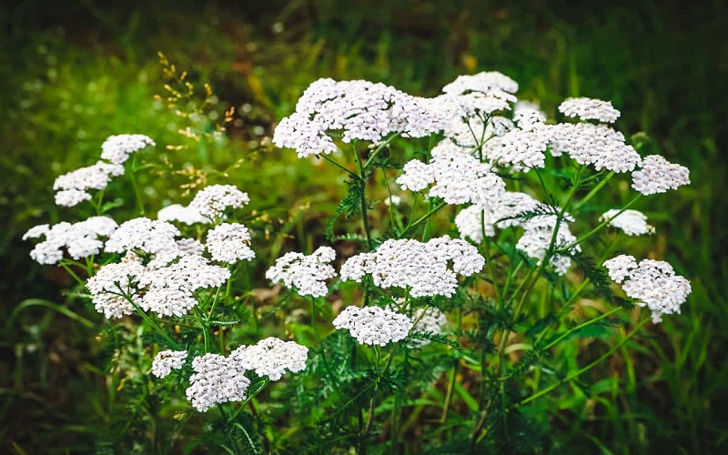 Yarrow flower